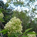 Sambucus racemosa